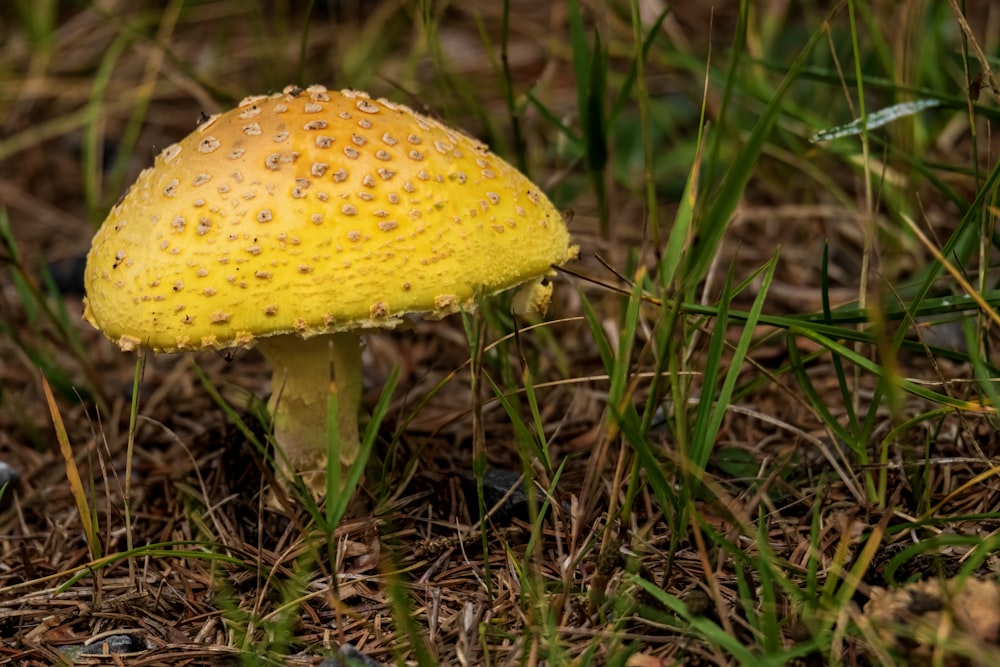 a close up of a small yellow mushroom in the grass