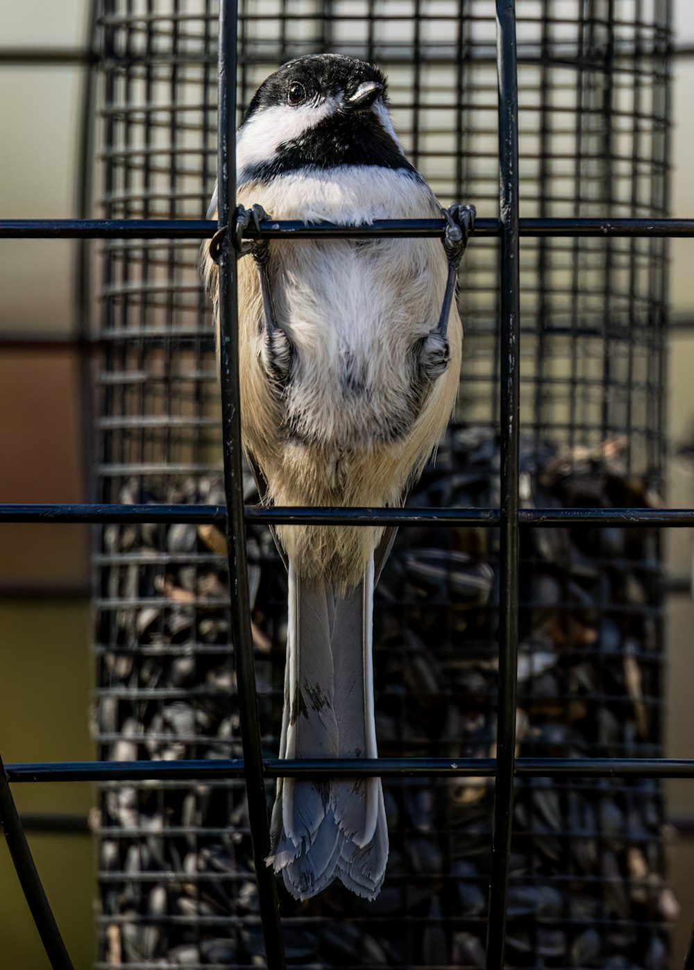a bird sitting on top of a metal cage