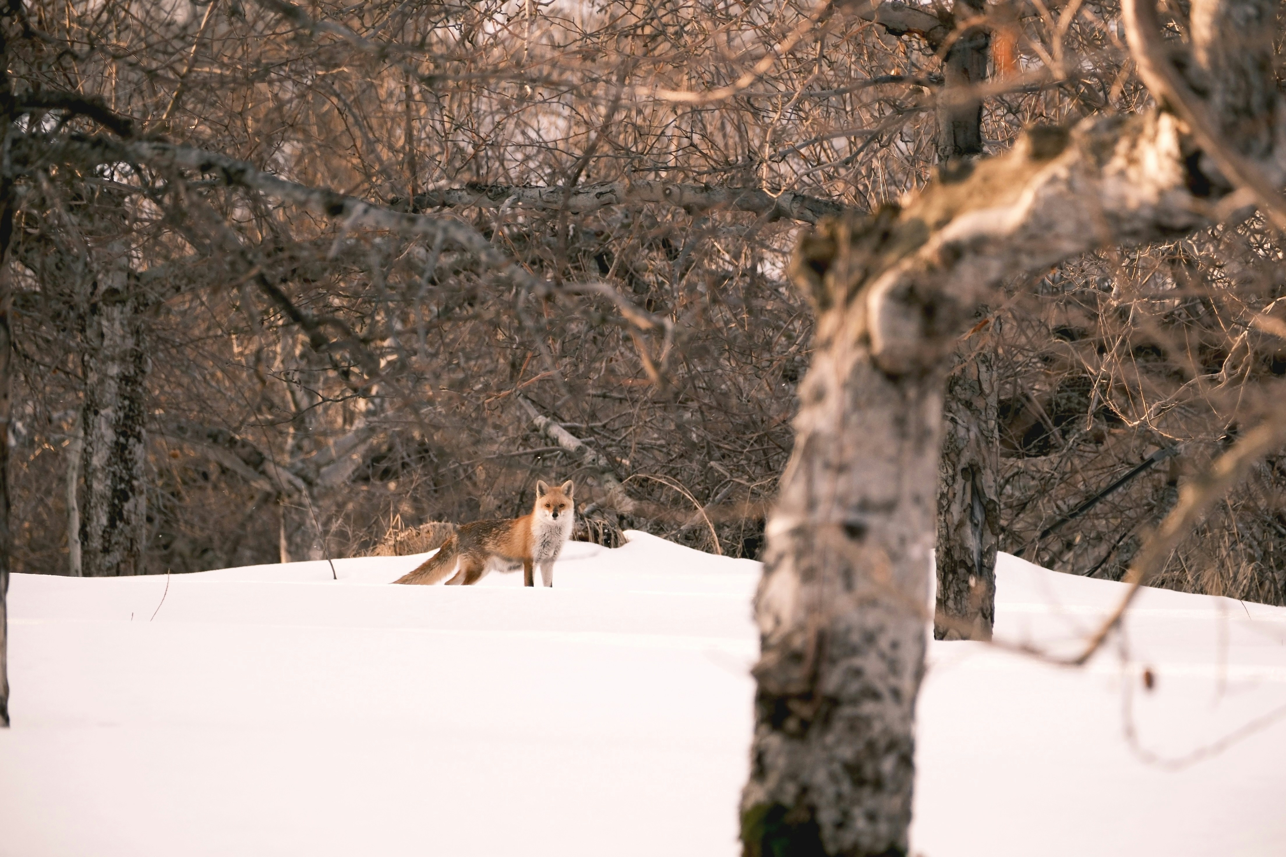 Photo by seiya_maeda