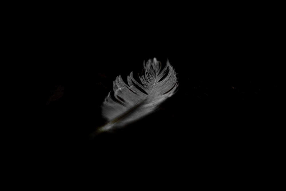 a white feather floating in the dark
