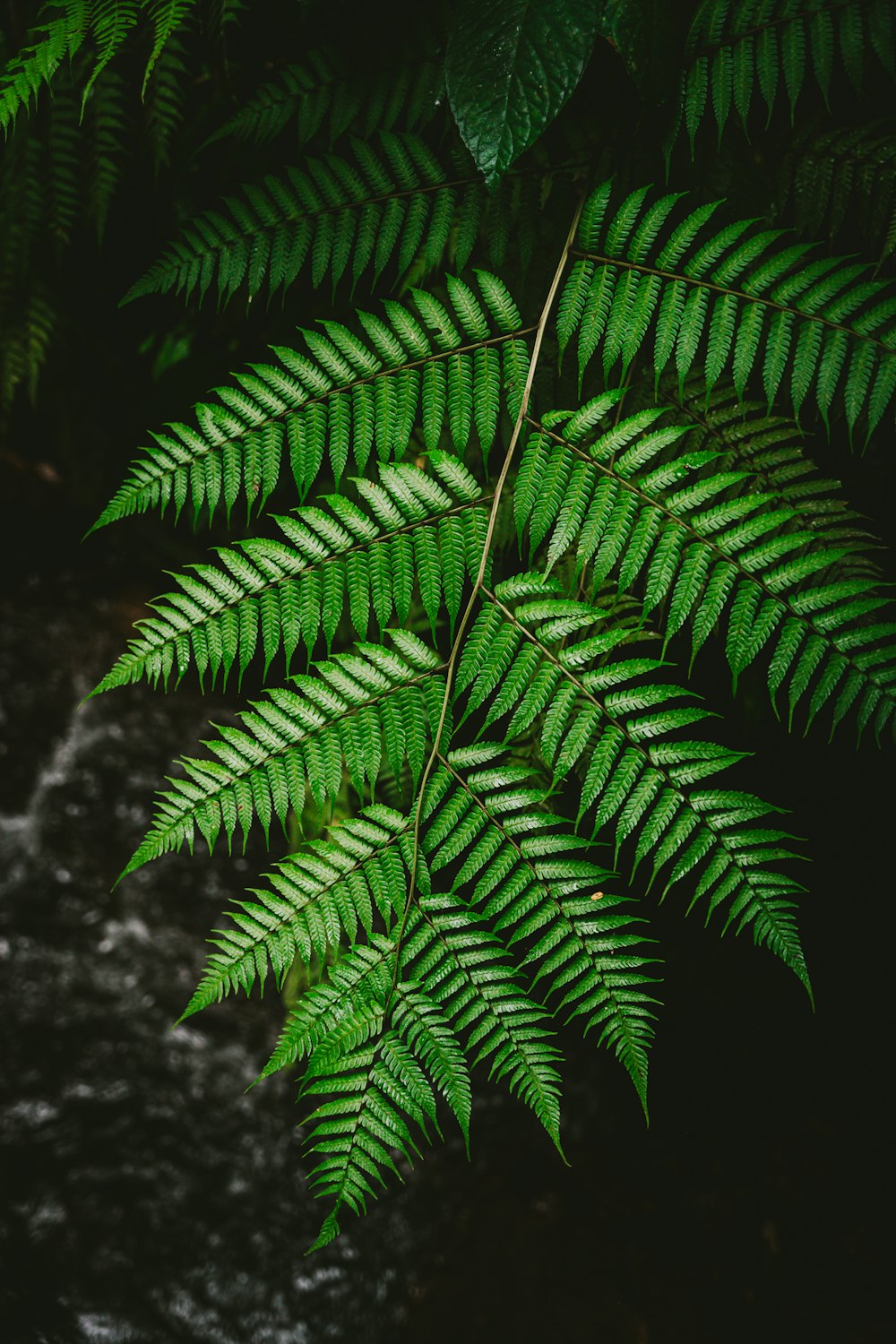 a close up of a green plant with water in the background