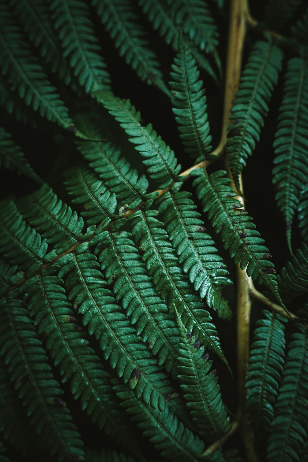 a close up of a plant with green leaves