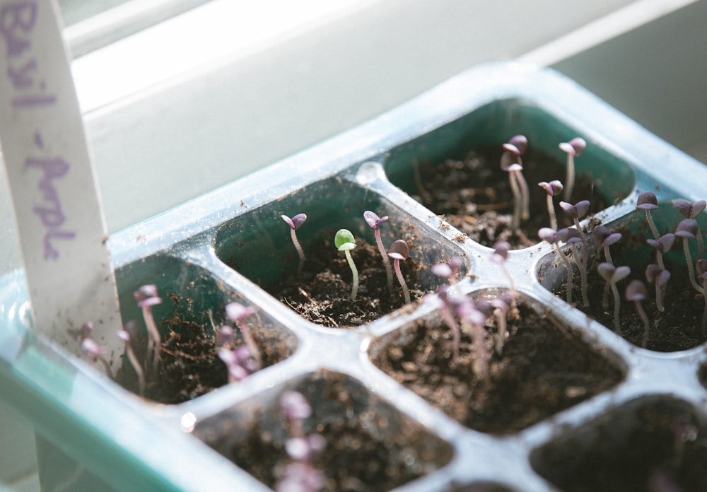 a group of small plants in a tray