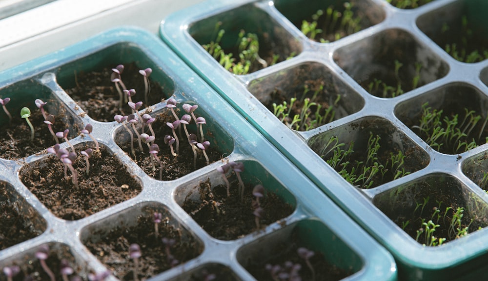 a couple of trays filled with plants in dirt