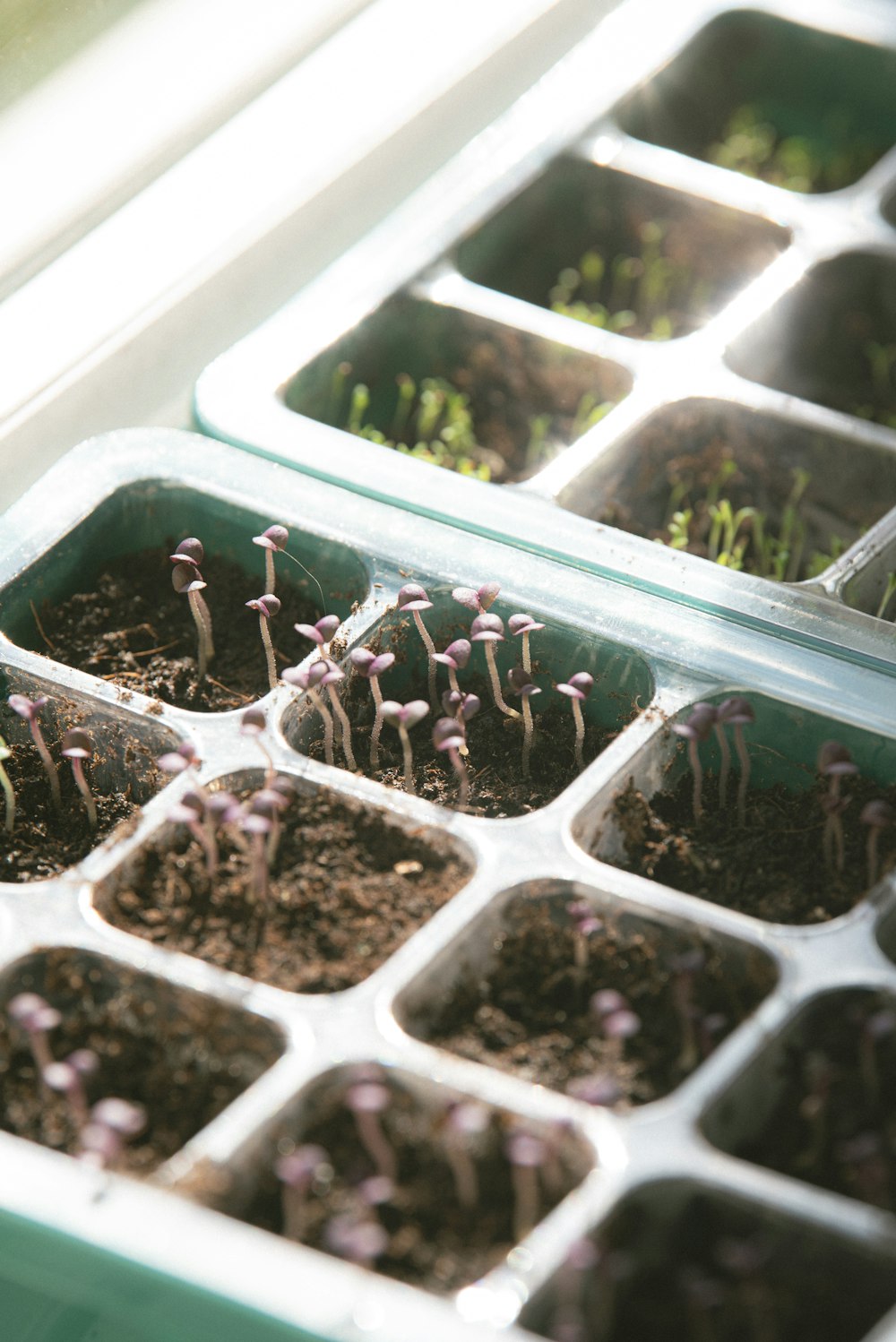 a bunch of plants that are in a tray