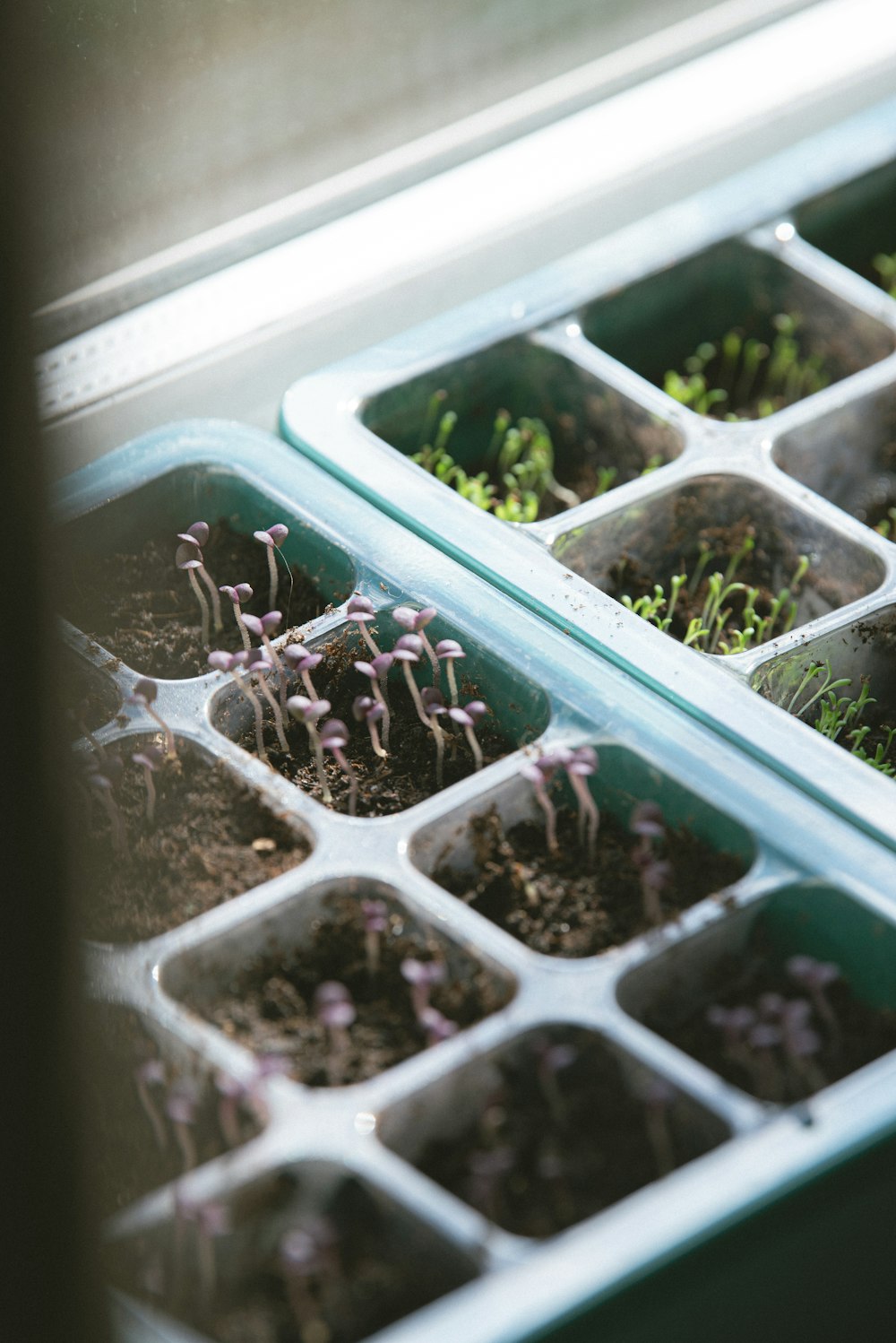 a window sill filled with trays of plants