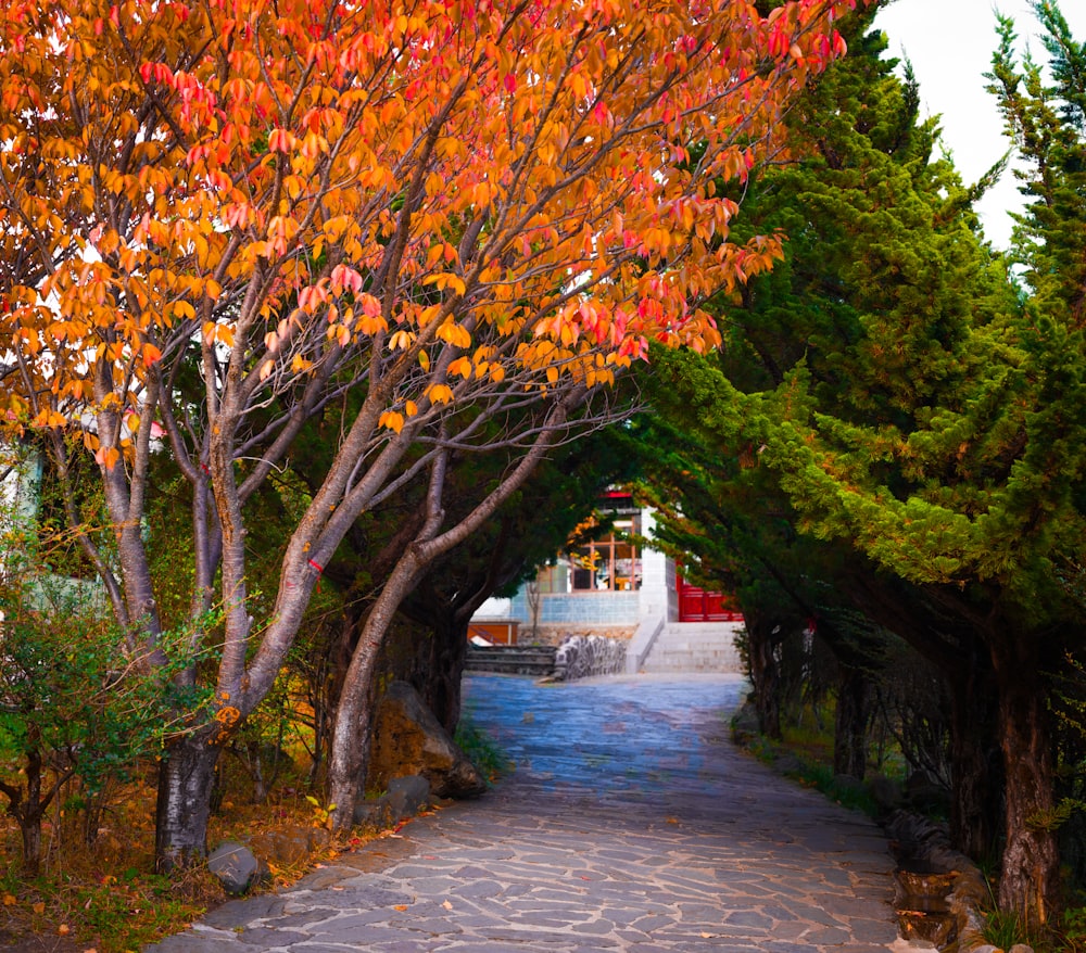 a pathway with trees lining both sides of it