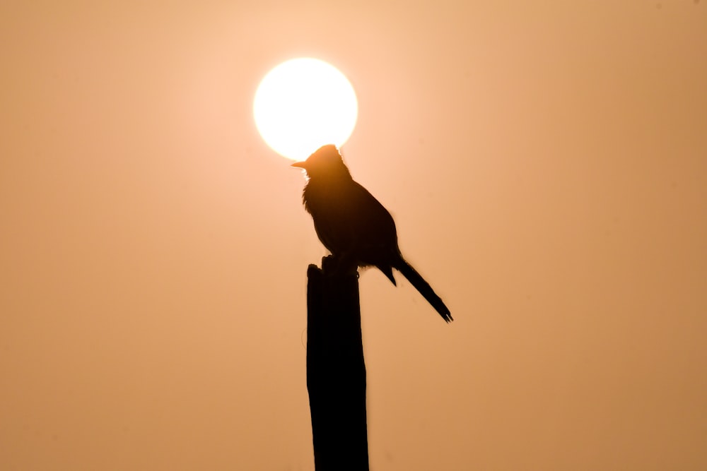 a bird sitting on a pole with the sun in the background