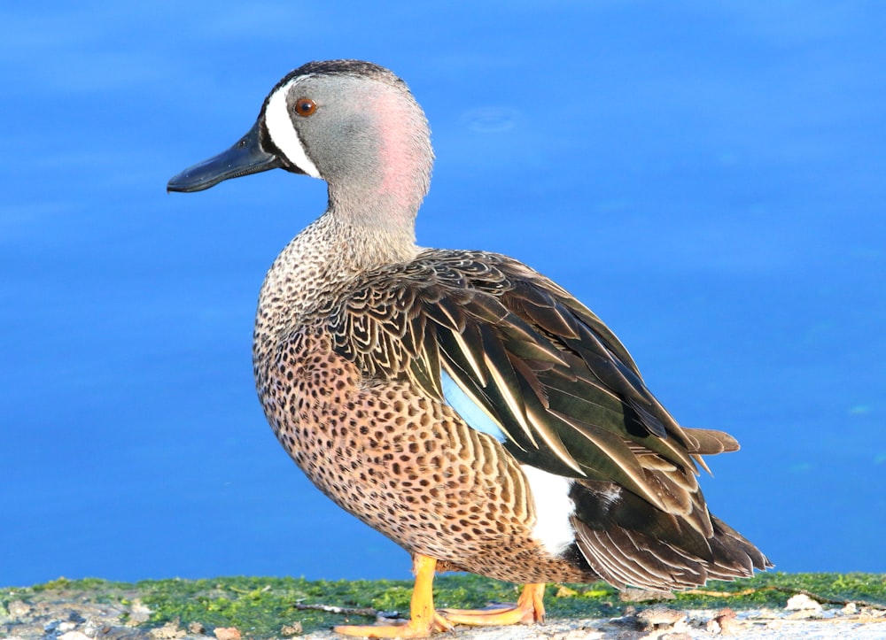 a duck is standing on a rock by the water