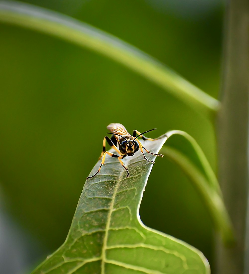 a bug sitting on top of a green leaf