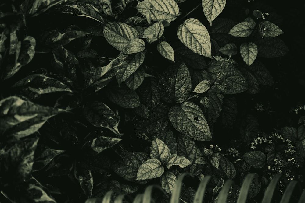 a black and white photo of some leaves