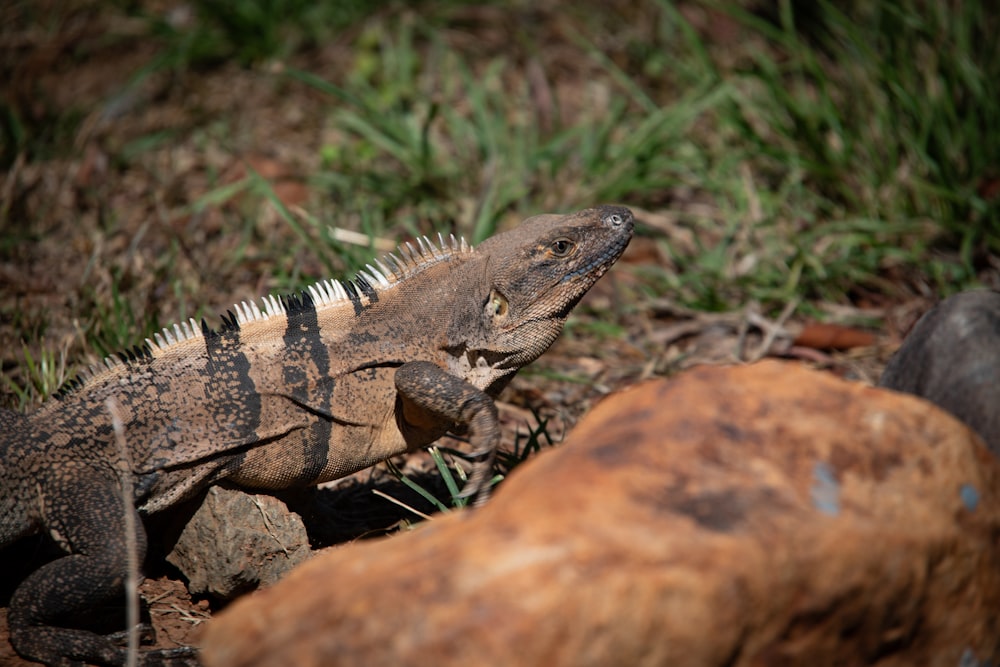 a large lizard sitting on top of a pile of rocks