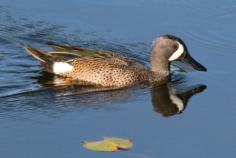 a duck floating on top of a body of water