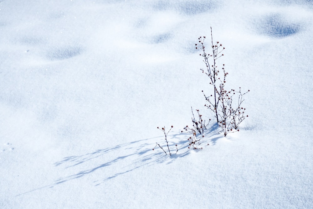 a small plant sprouts out of the snow