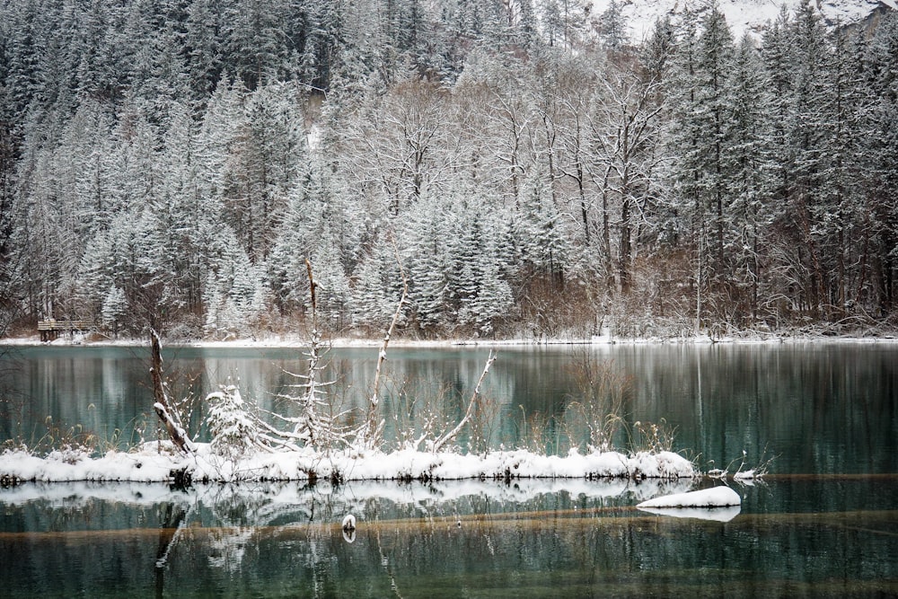 a lake surrounded by trees covered in snow