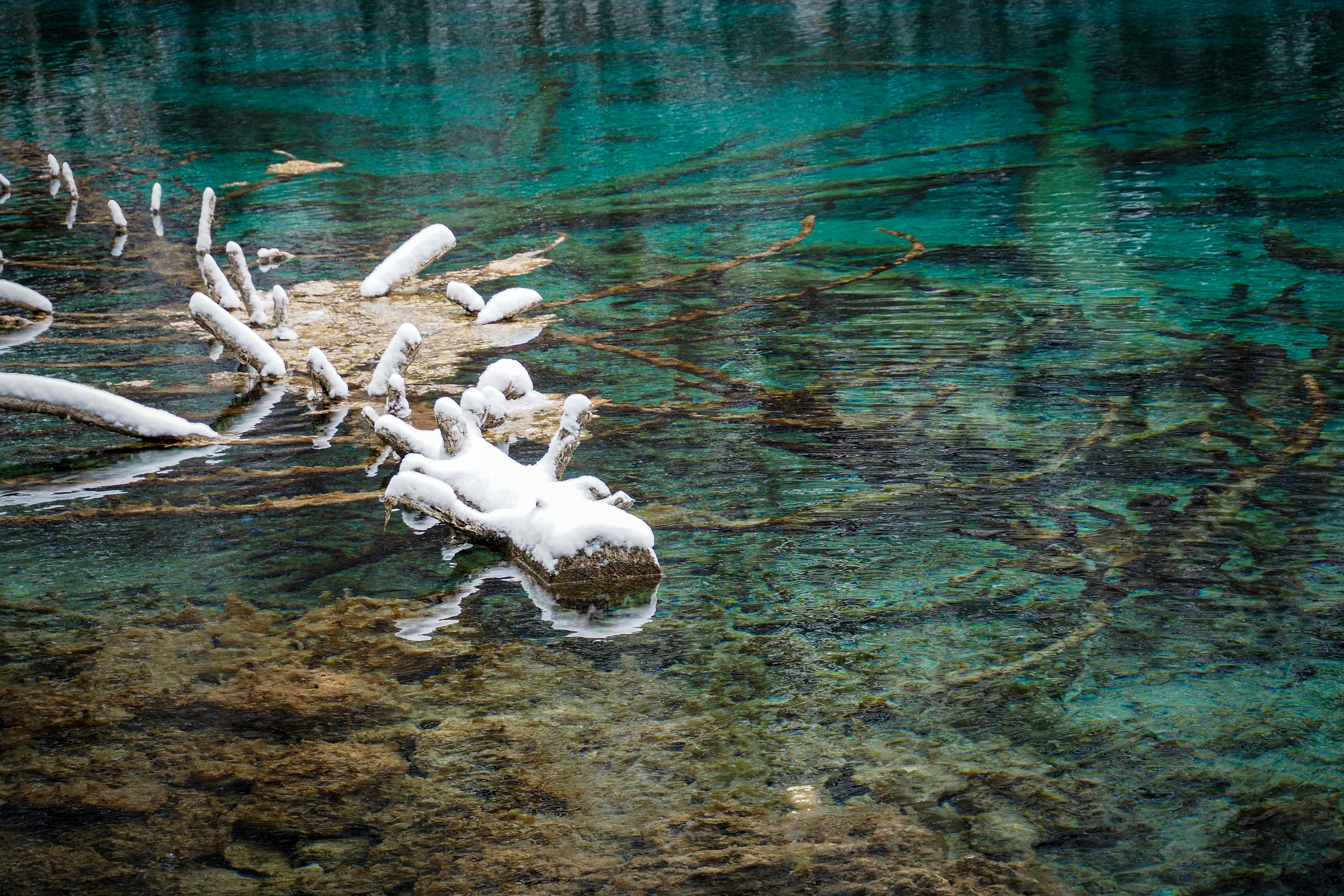 The Plesiosaur Lake Monsters Connection (image credits: unsplash)