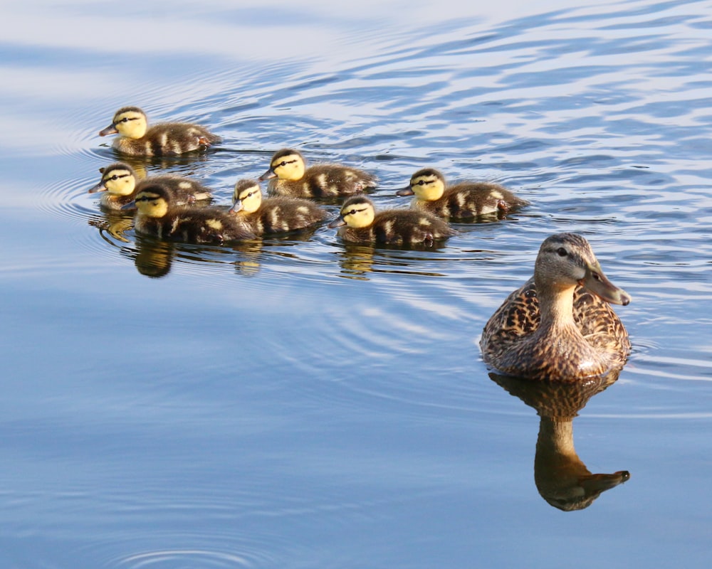 a group of ducks floating on top of a body of water