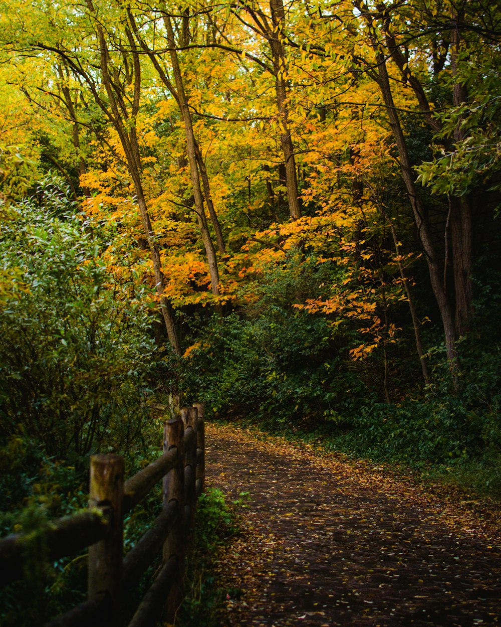 a path in the woods with a wooden fence