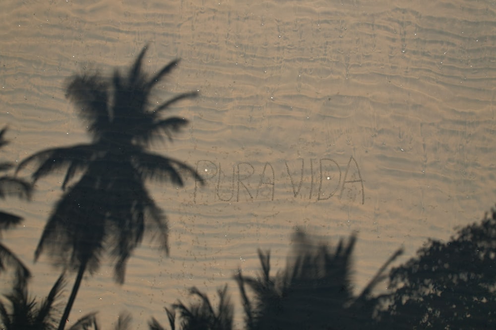 a picture of a palm tree with the word vera written on it