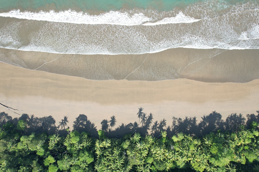 an aerial view of a sandy beach with palm trees