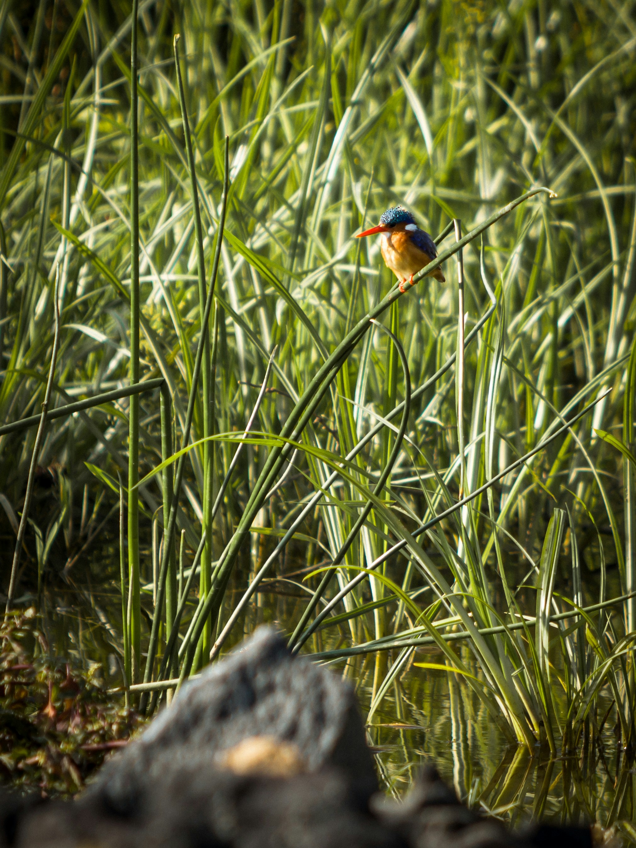 Photo by shoham_avisrur