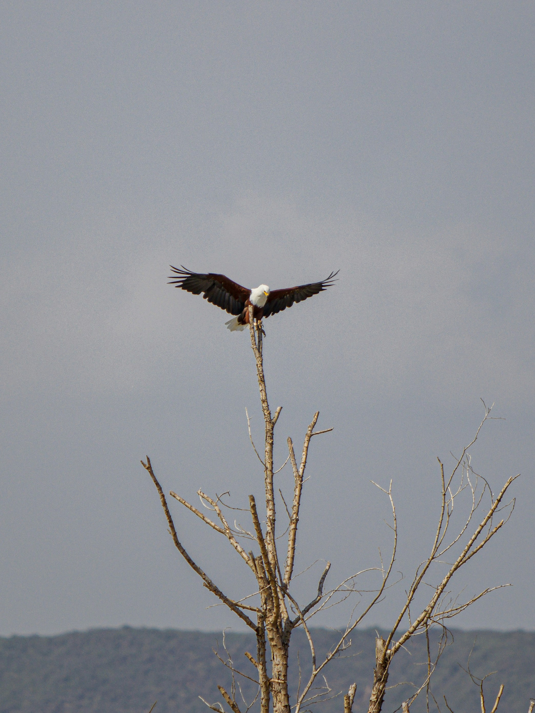 Photo by shoham_avisrur