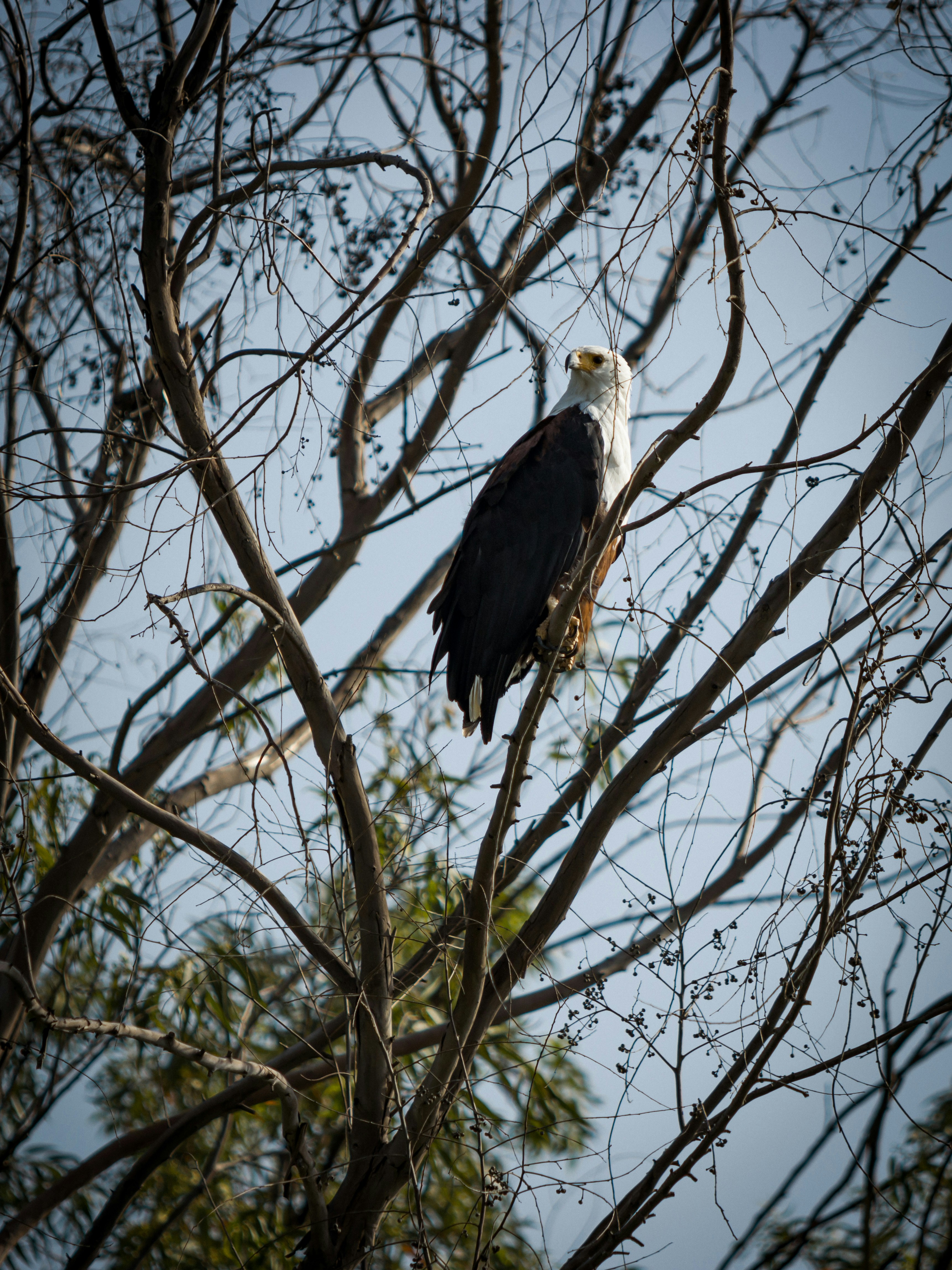 Photo by shoham_avisrur