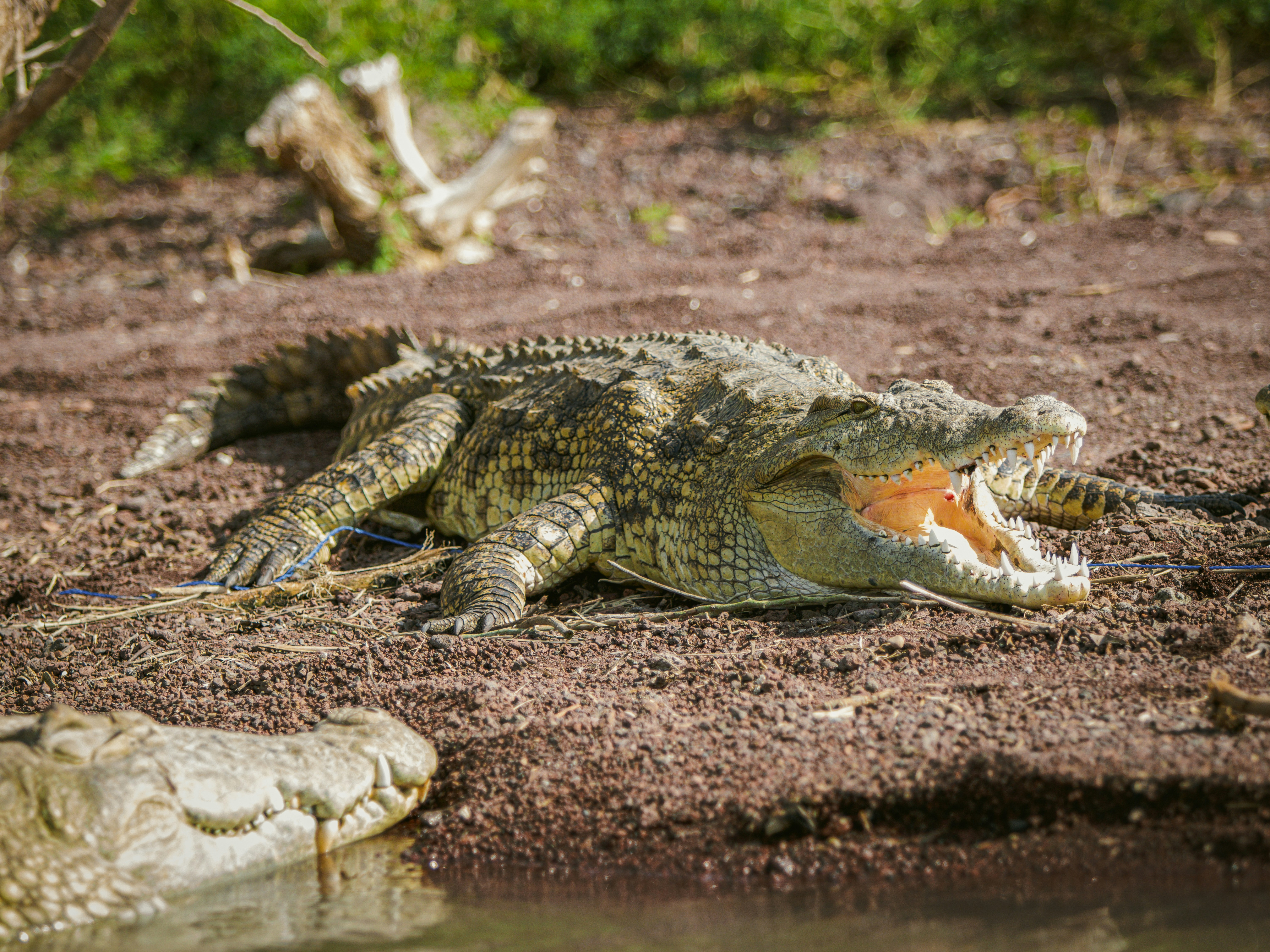 Photo by shoham_avisrur