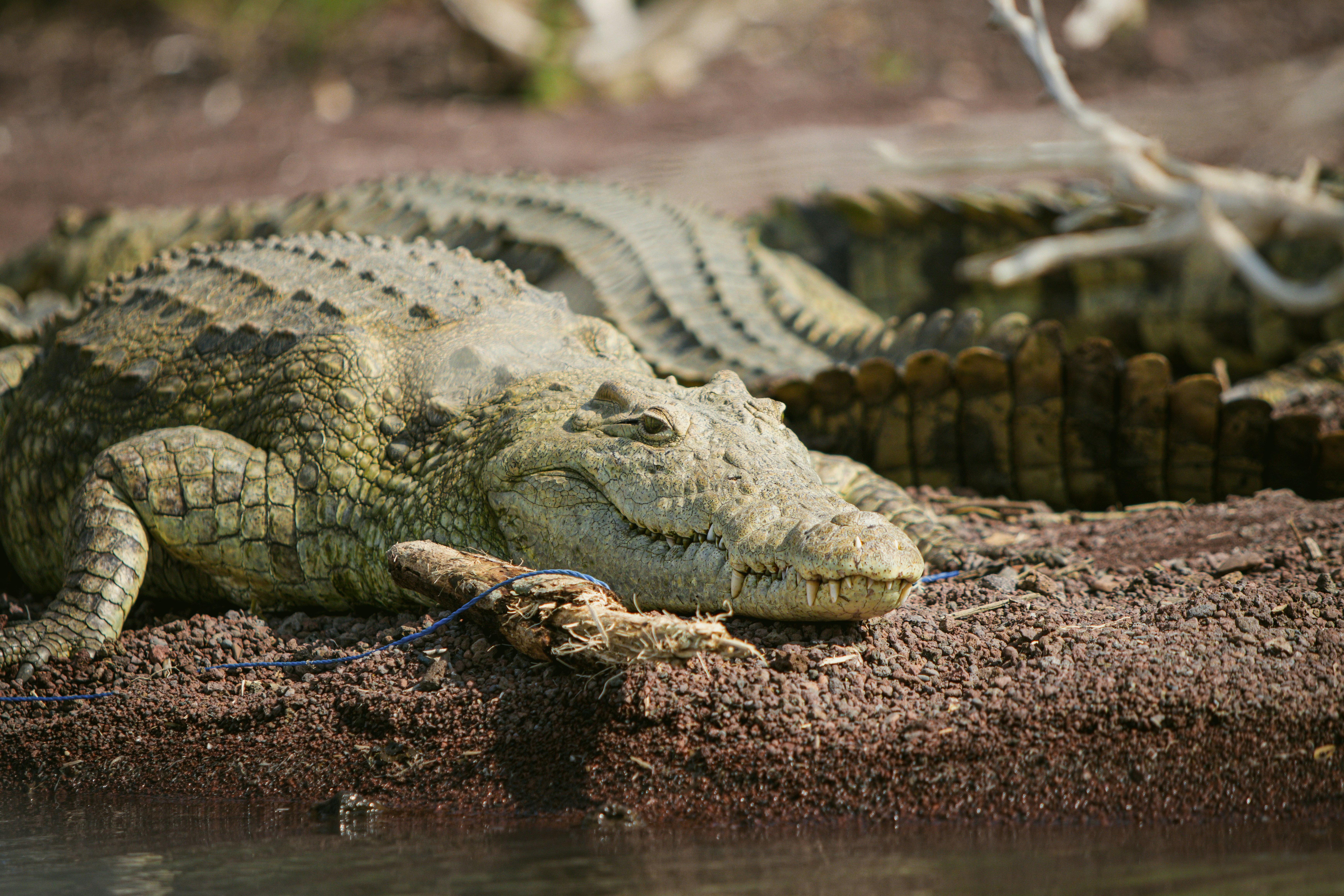 Photo by shoham_avisrur