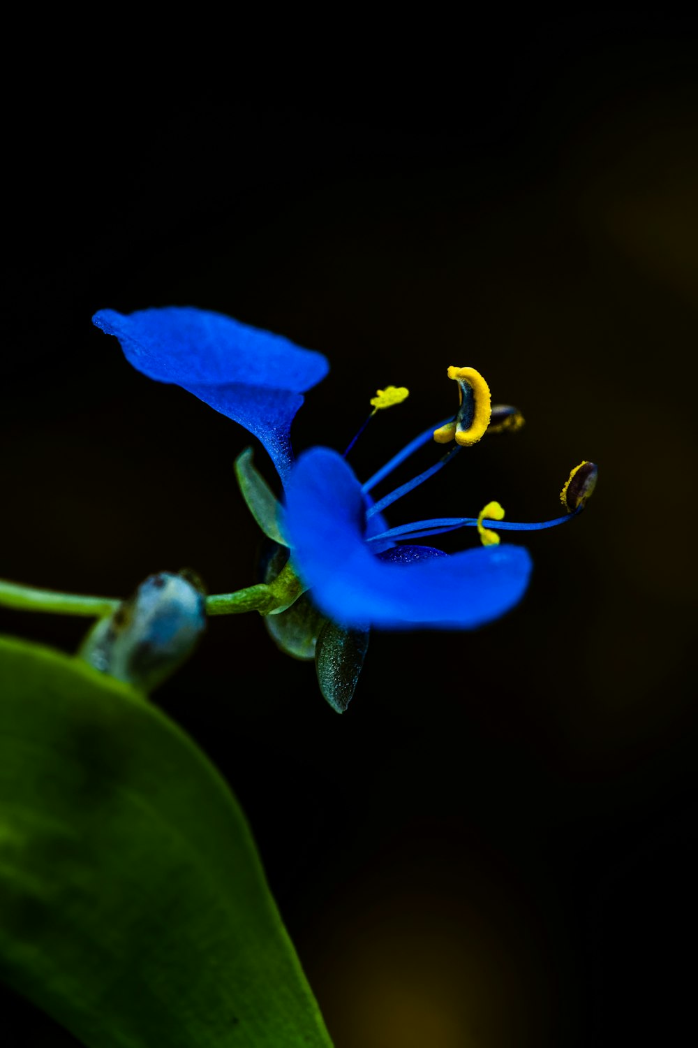 a close up of a blue flower on a green leaf
