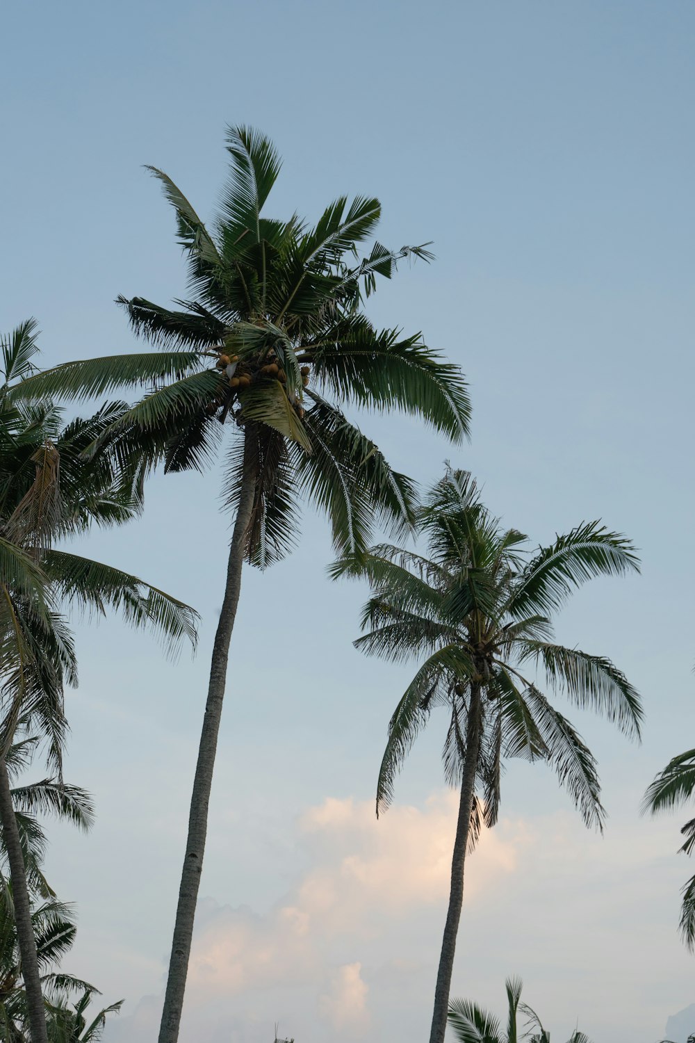 a couple of palm trees that are next to each other