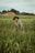 a man standing in a field of tall grass
