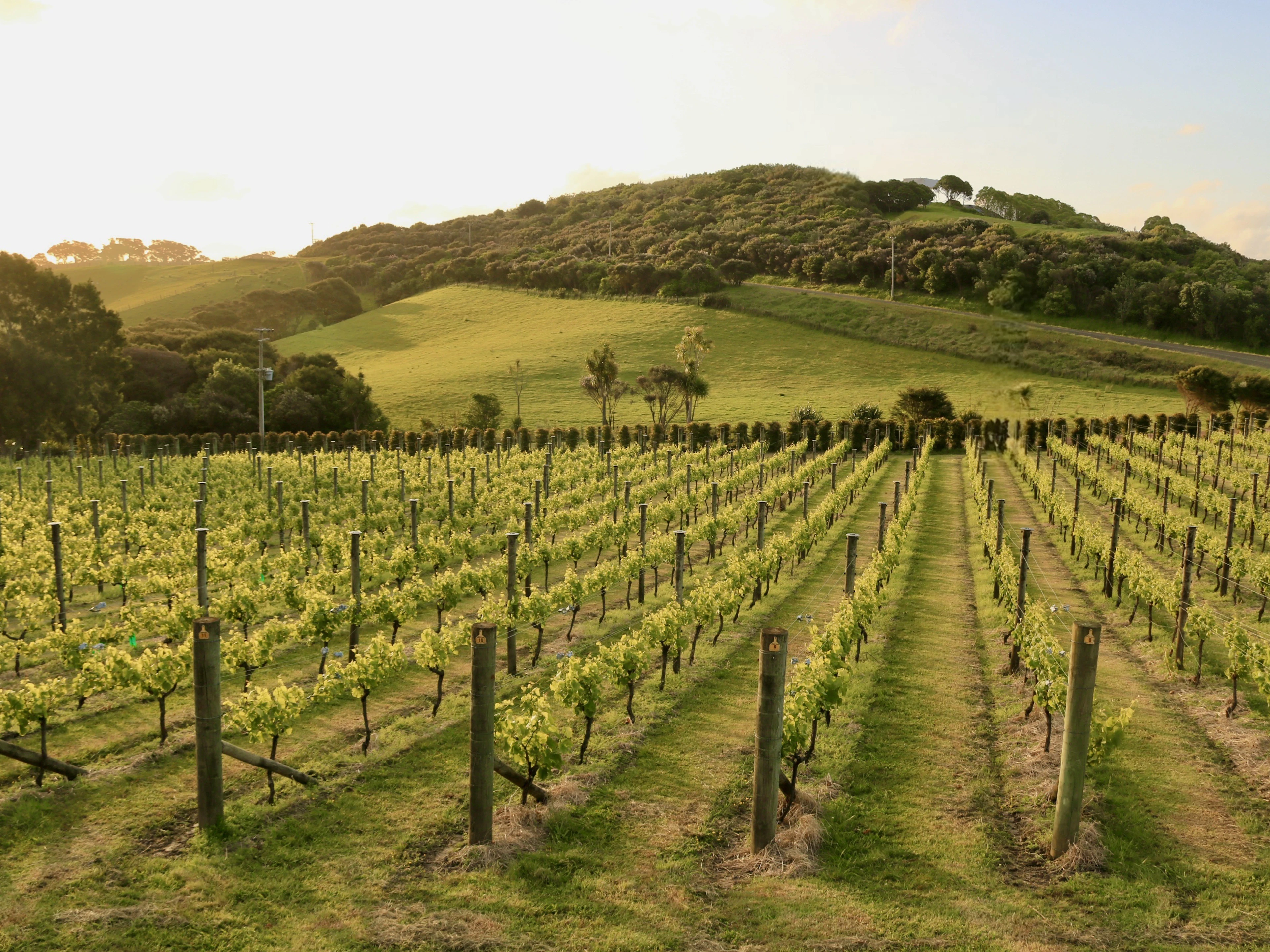 Vineyard rows climbing a golden-lit hillside on Waiheke Island at sunset.