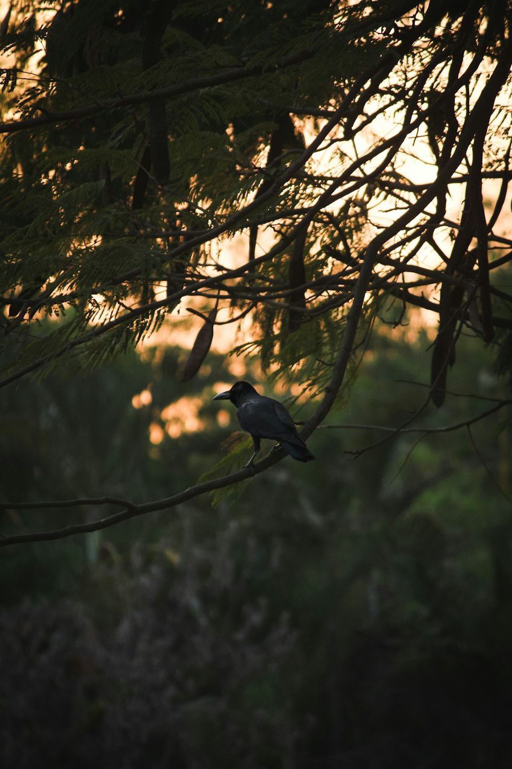 a bird sitting on a branch of a tree