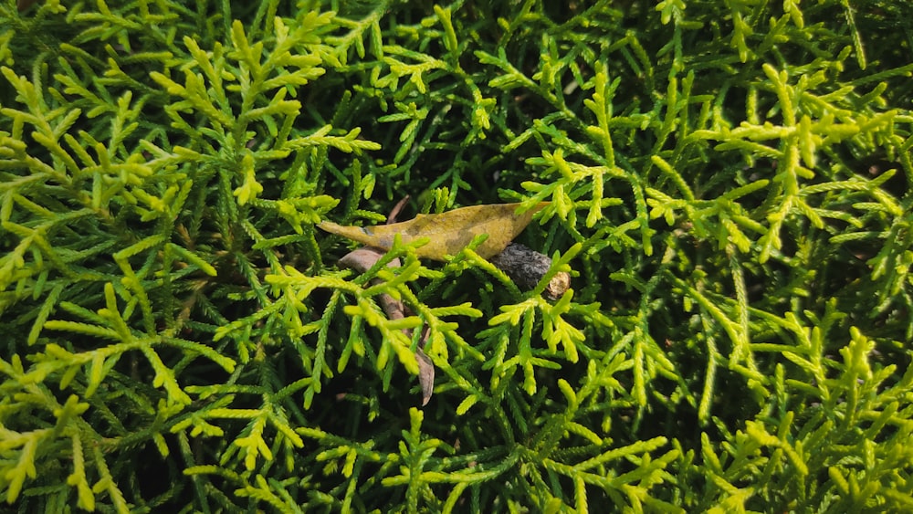 a bird sitting on top of a lush green tree