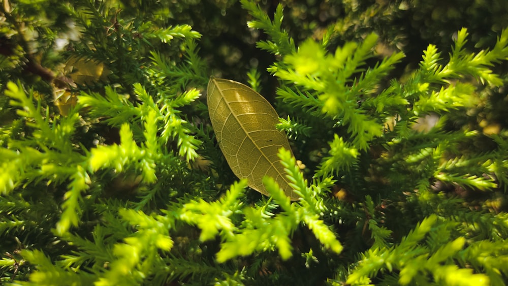 a leaf is sitting in the middle of a tree