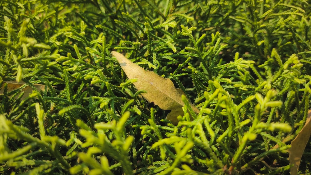a leaf is sitting in the middle of a patch of grass