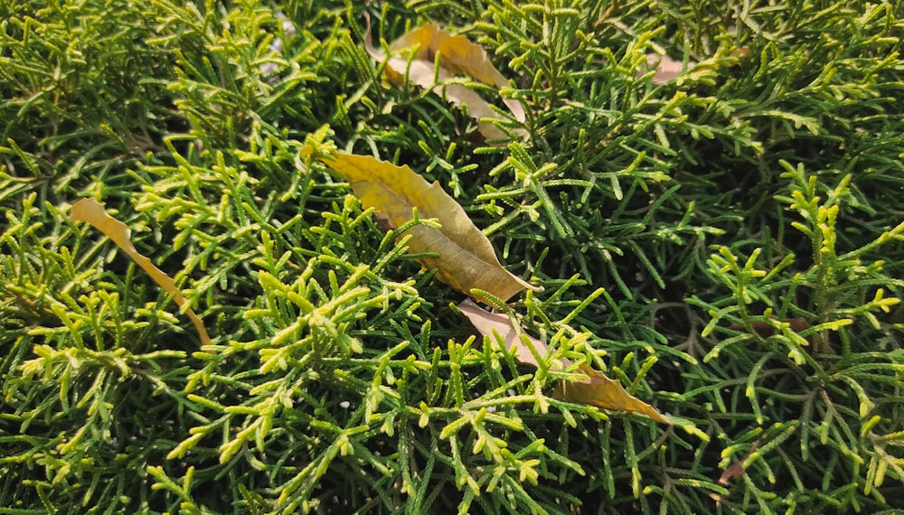 a close up of a green bush with leaves