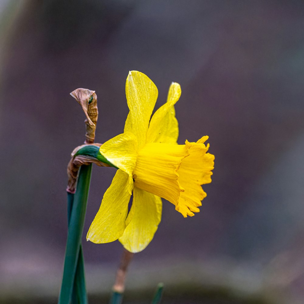 un primer plano de una flor con un fondo borroso