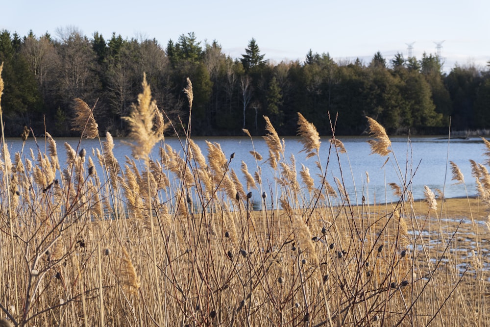a body of water surrounded by tall dry grass