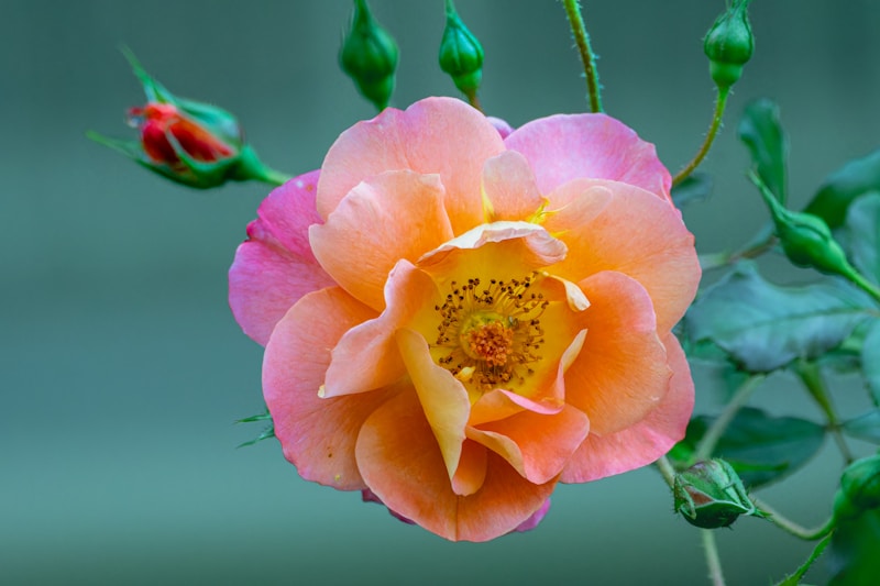 Sunshine rose