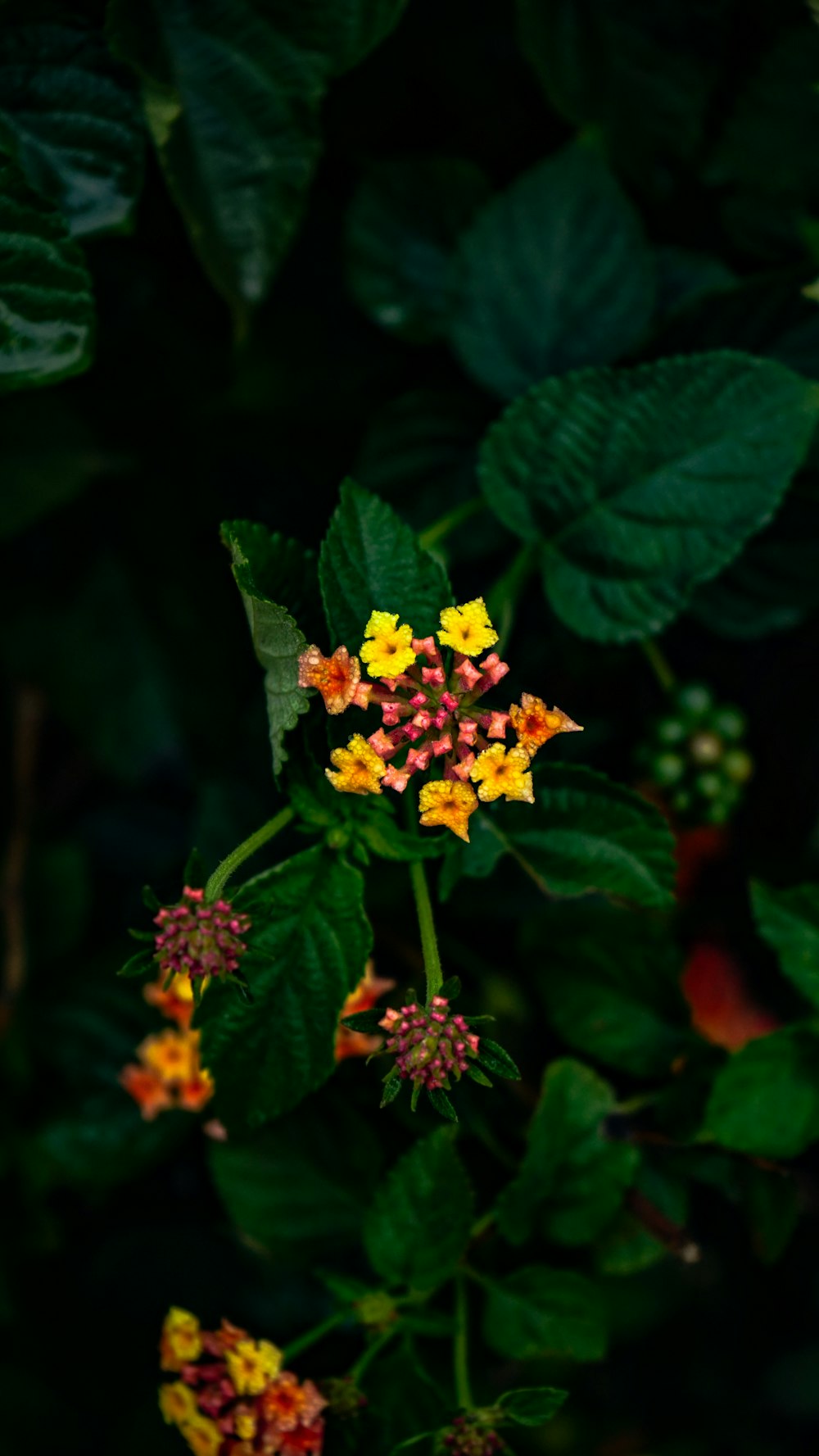 a yellow and red flower surrounded by green leaves