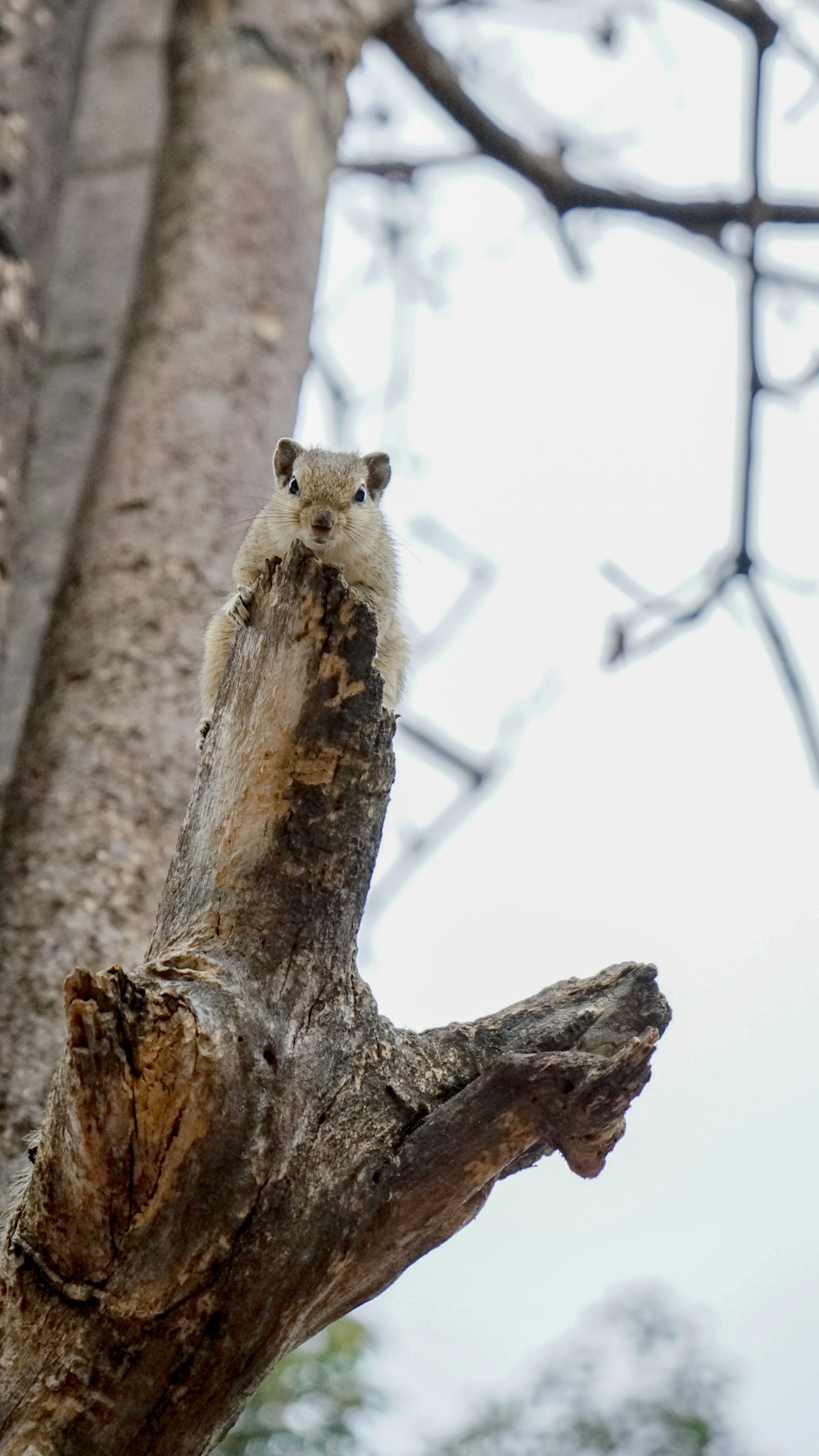 a small animal sitting on top of a tree branch