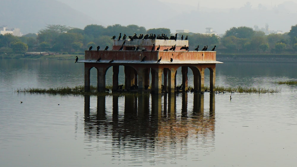 a flock of birds sitting on top of a wooden pier