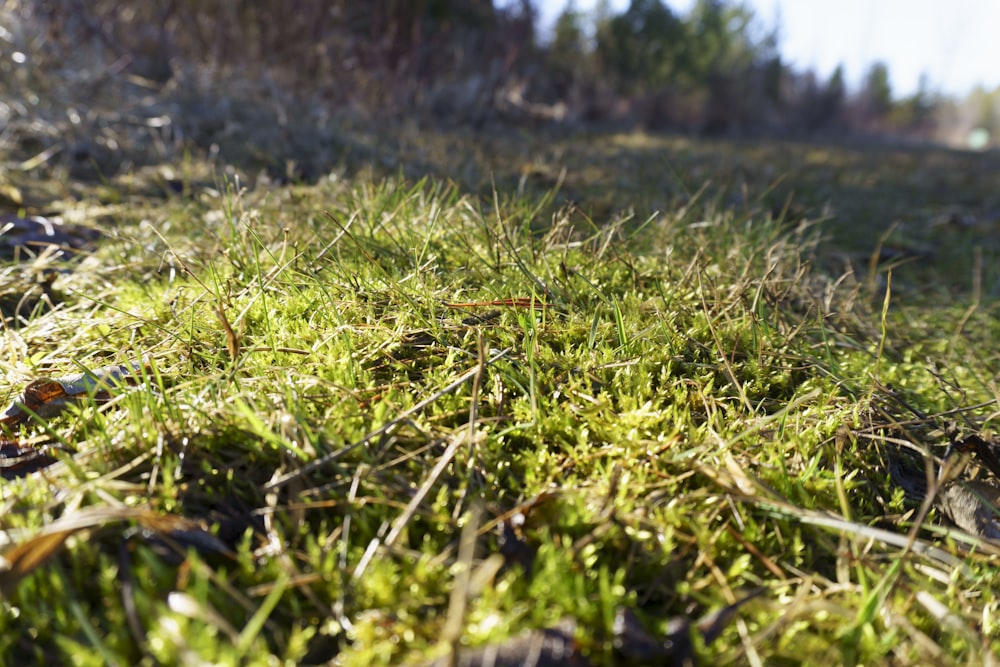 a close up of a patch of grass