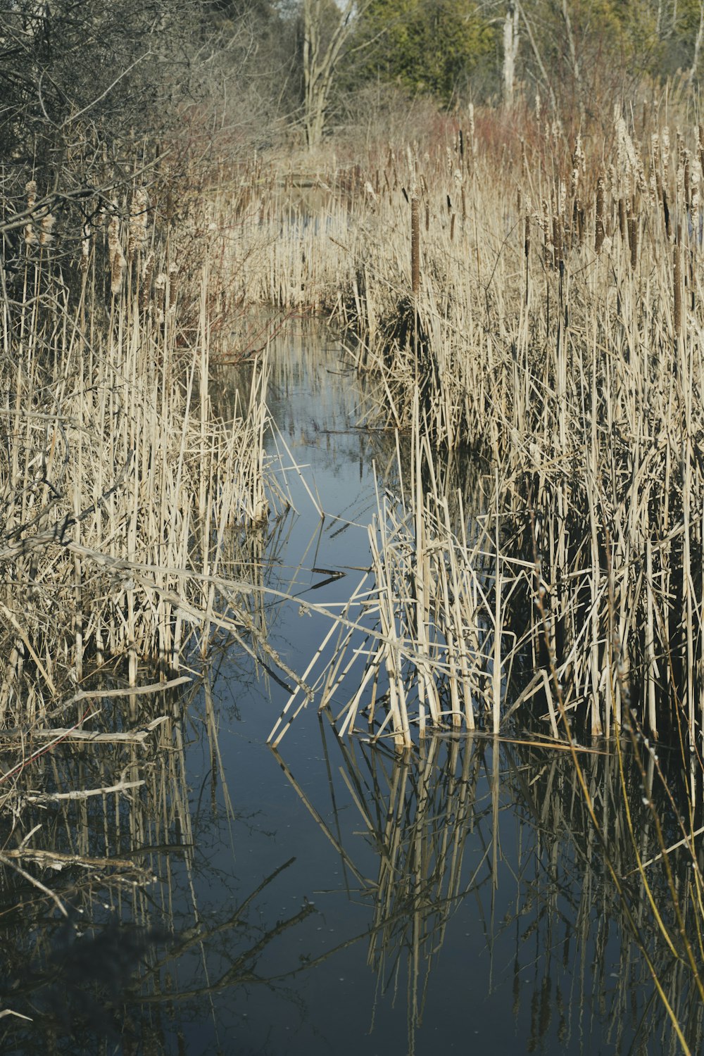 a small pond surrounded by tall grass and trees