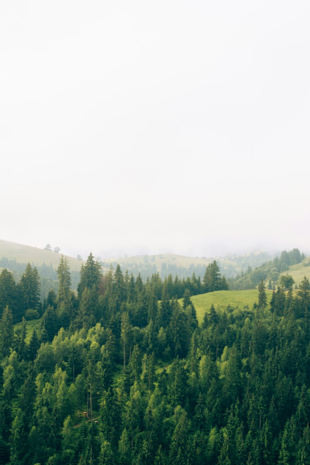 a lush green forest filled with lots of trees