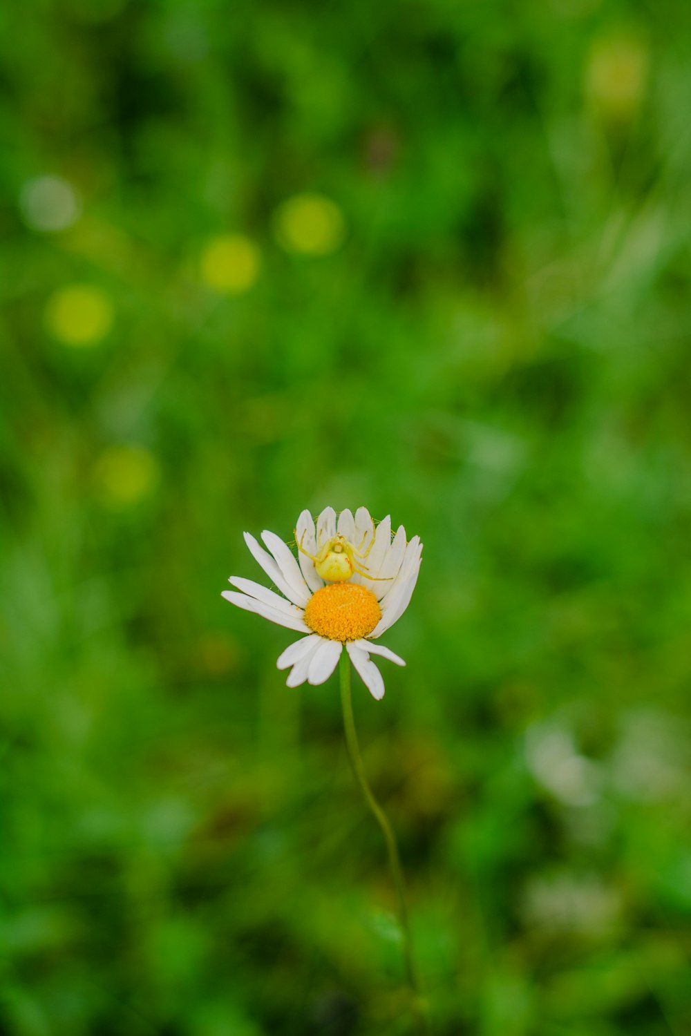 eine kleine weiße Blüte mit einem gelben Zentrum