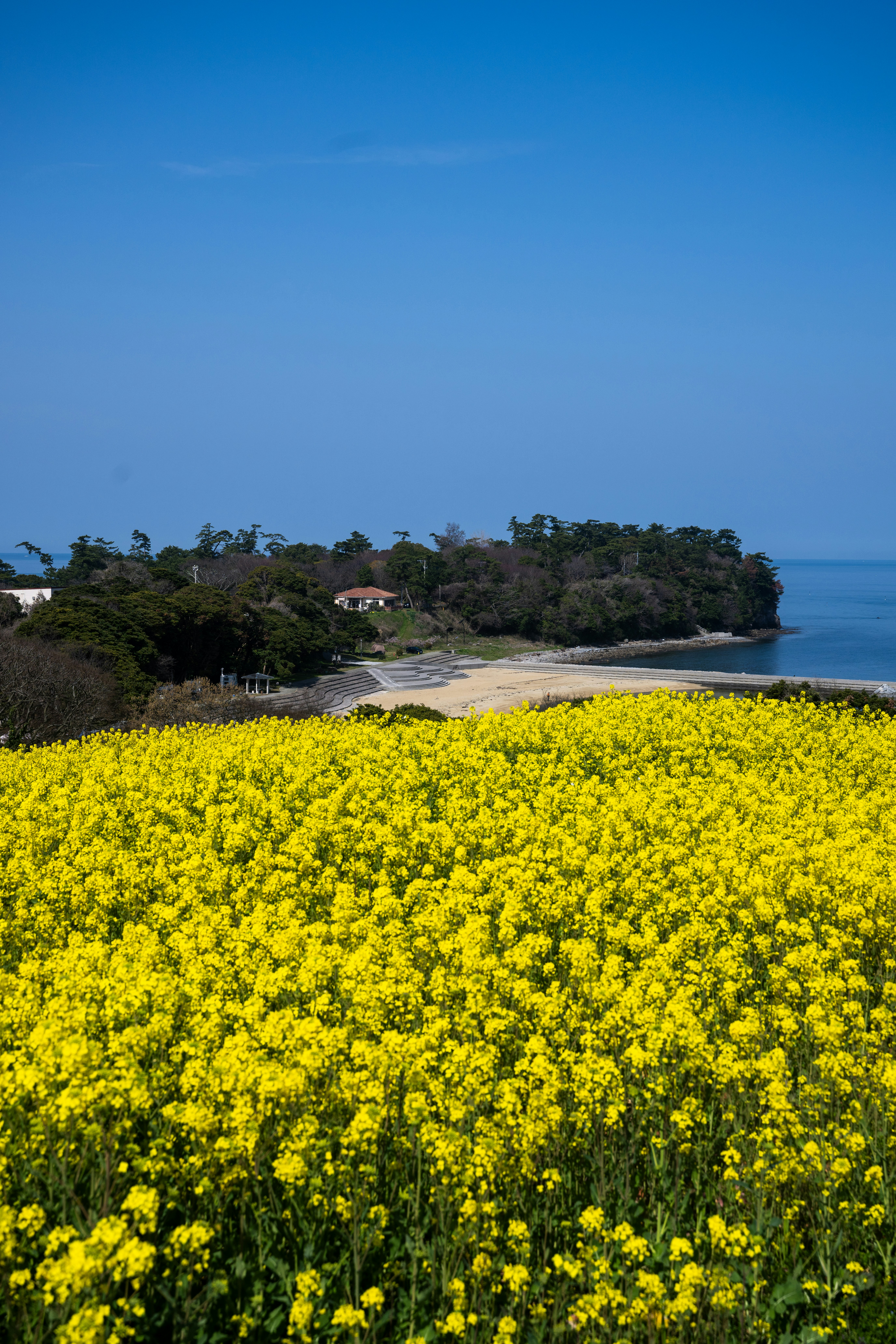 Yakushima island nature