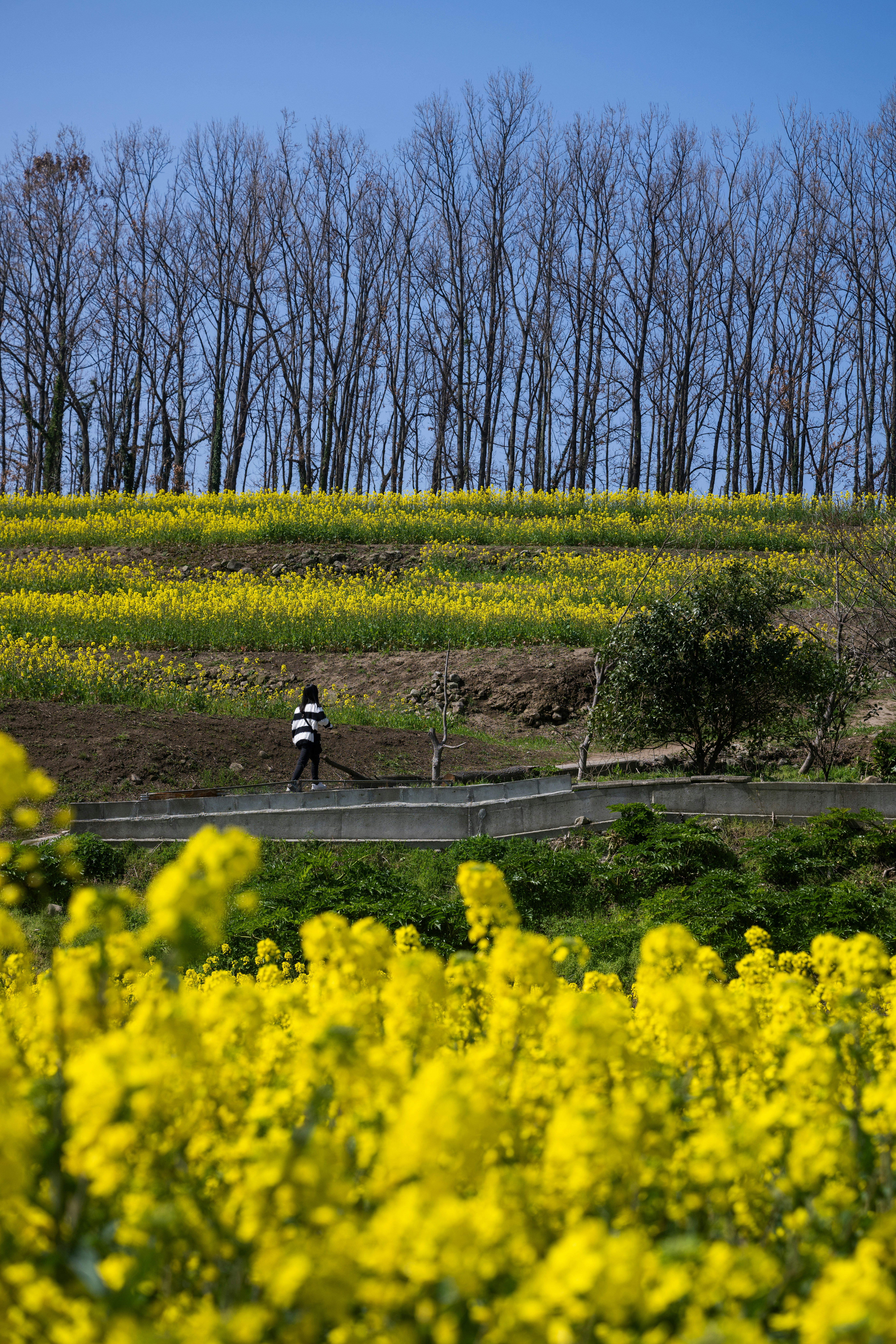 a person riding a bike down a road next to a field of yellow flowers